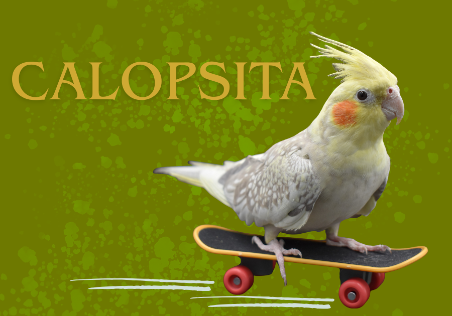 Calopsita