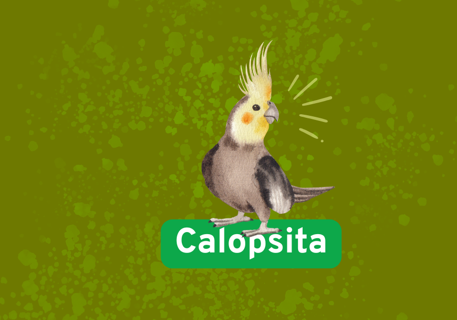Calopsita