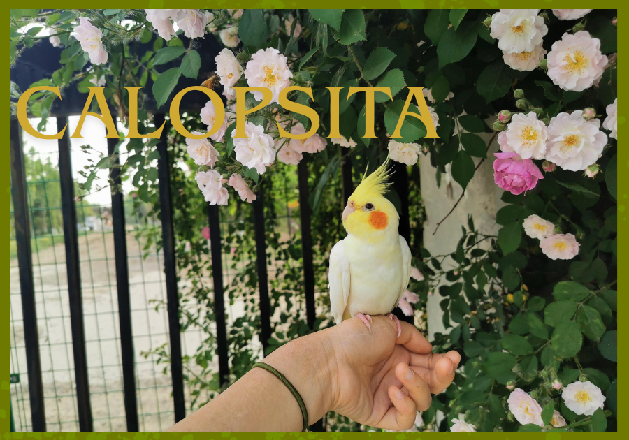 gaiola para calopsita 