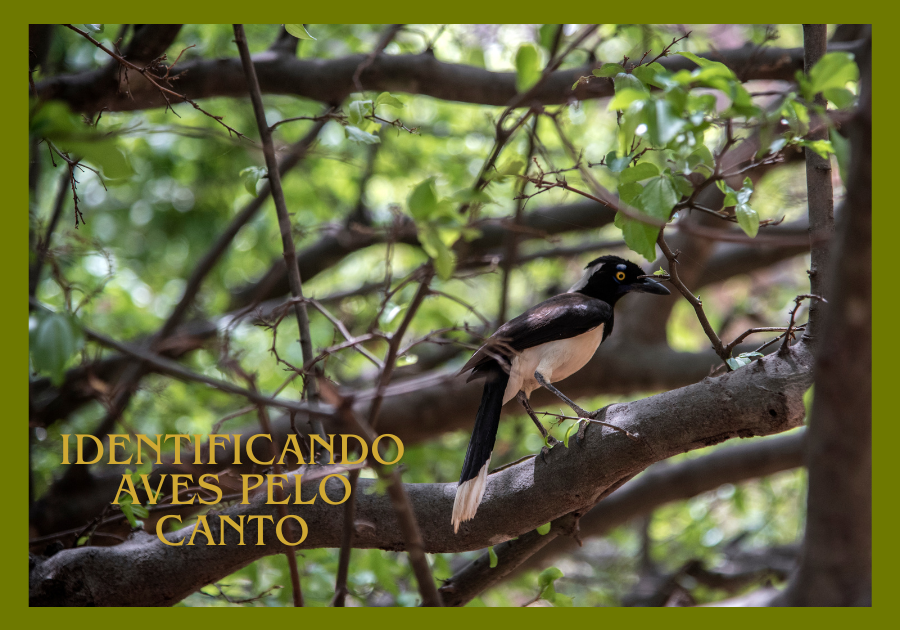 como identificar aves pelo canto