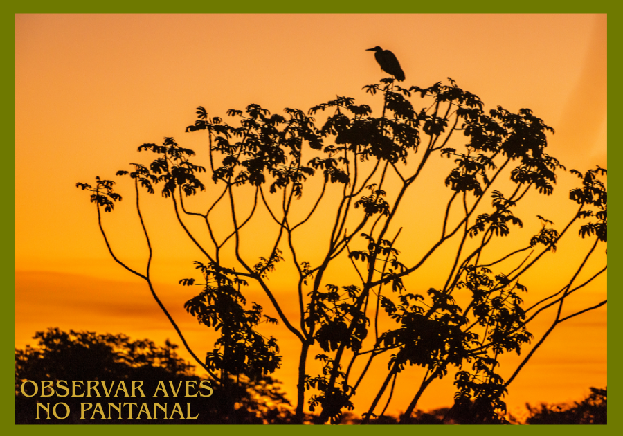 observar aves no Pantanal