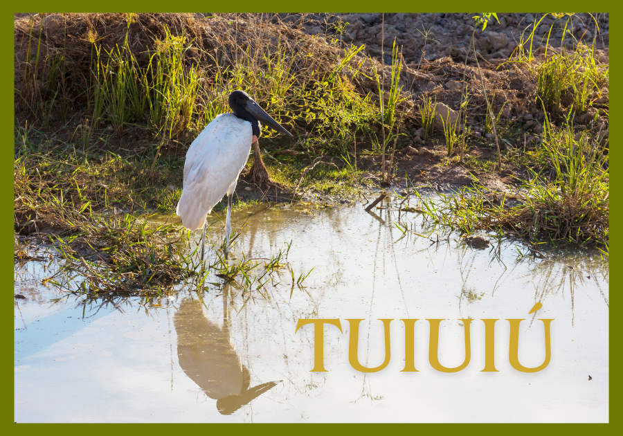 Tuiuiú
