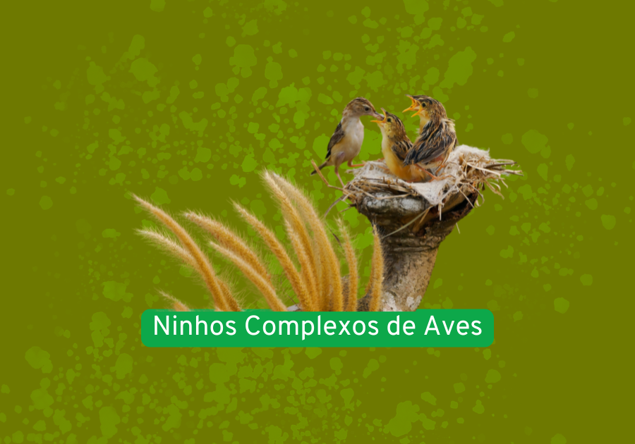 Ninhos Complexos de Aves