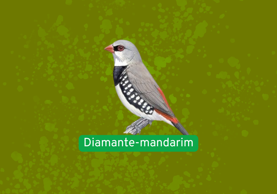 Diamante-mandarim