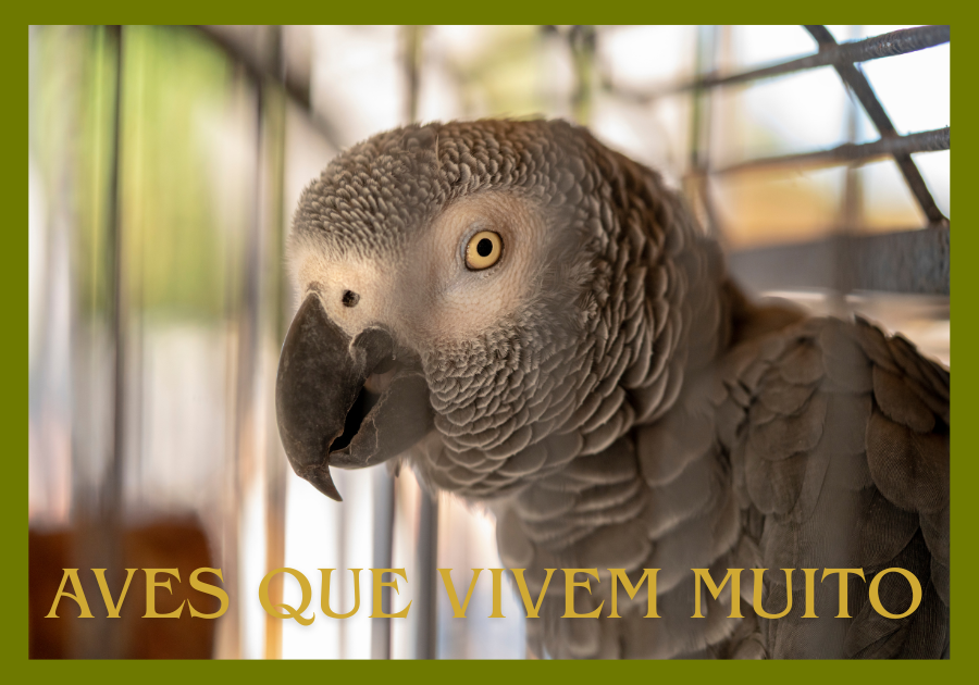 pássaros que vivem muito
