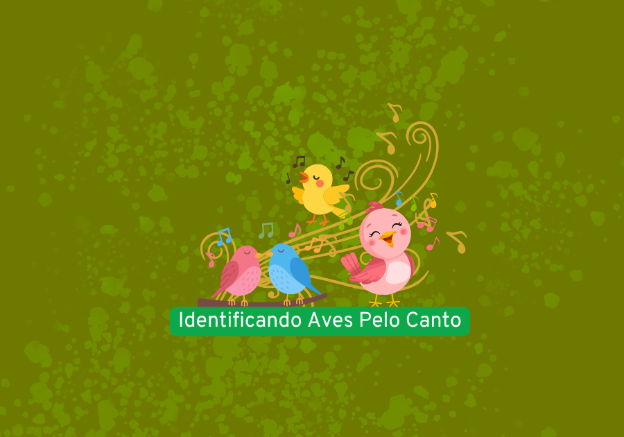 como identificar aves pelo canto