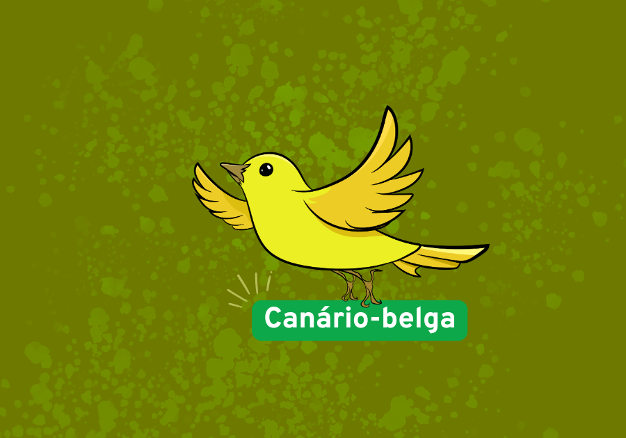 Canário-belga
