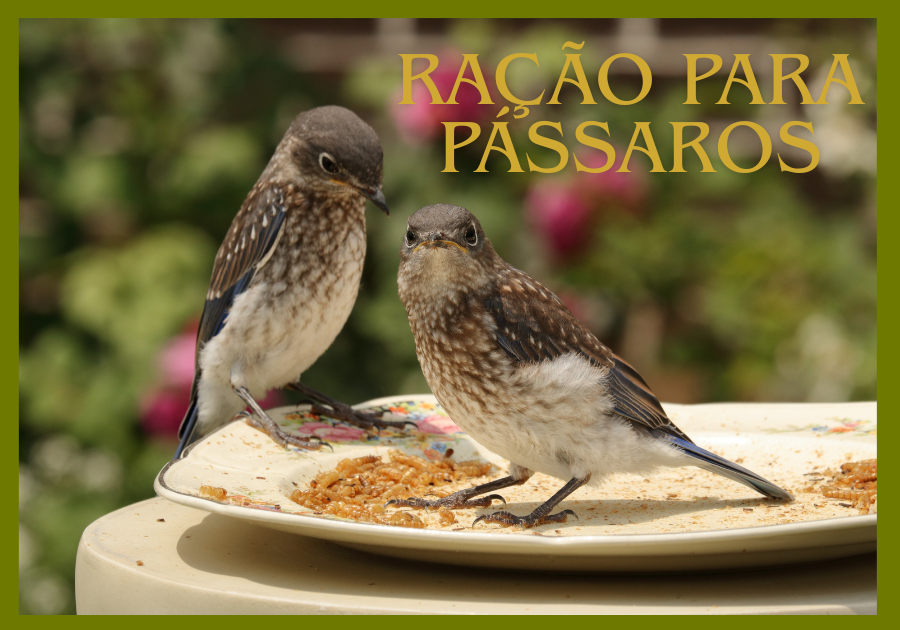 ração para pássaros