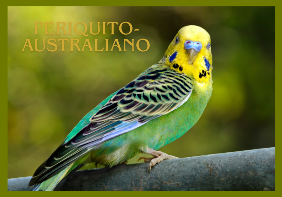 Periquito-australiano