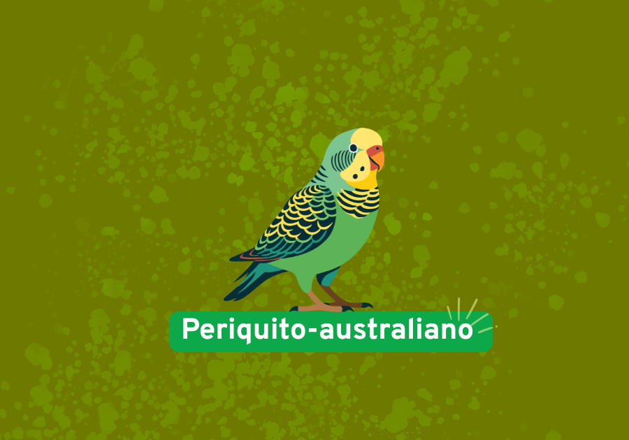 Periquito-australiano