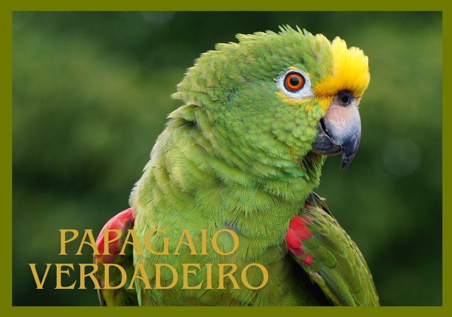 Papagaio-verdadeiro