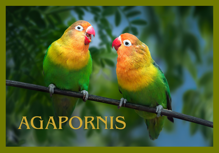 Agapornis