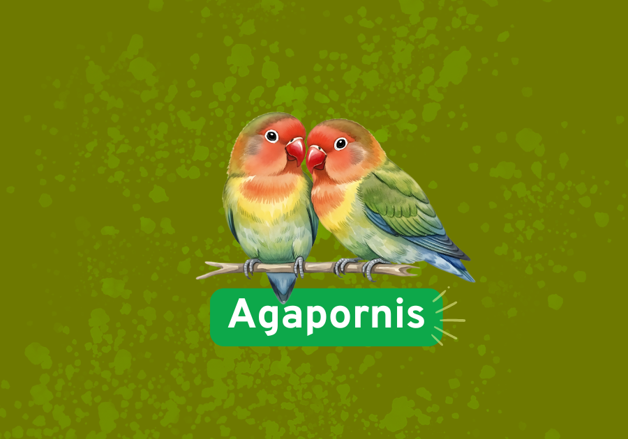 Agapornis