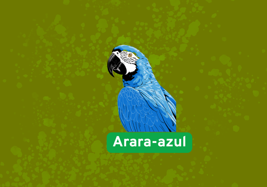 Arara-azul