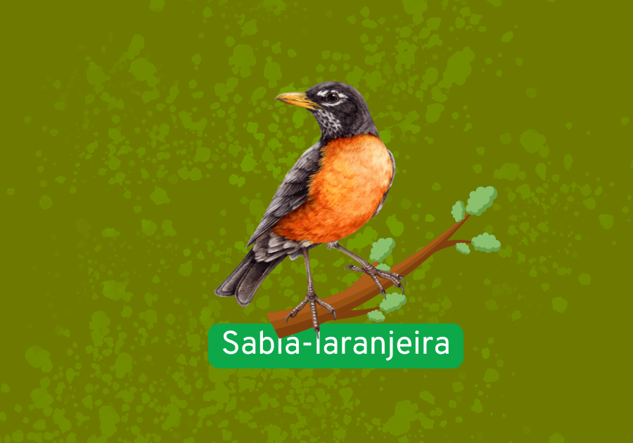 Sabiá-laranjeira