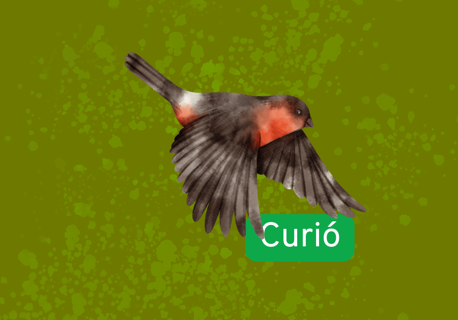 Curió