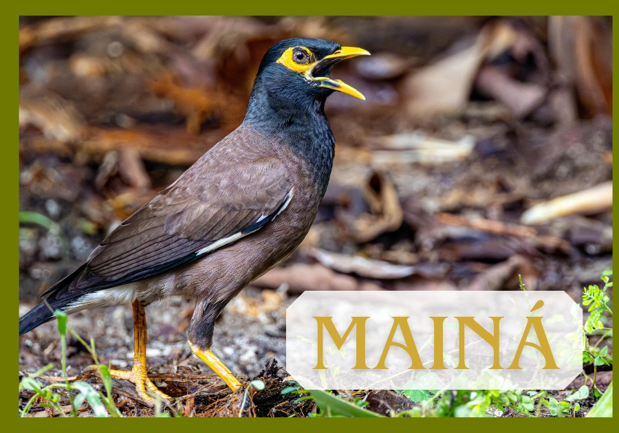 Pássaro Mainá