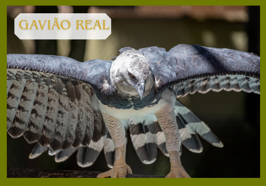 Gavião-Real