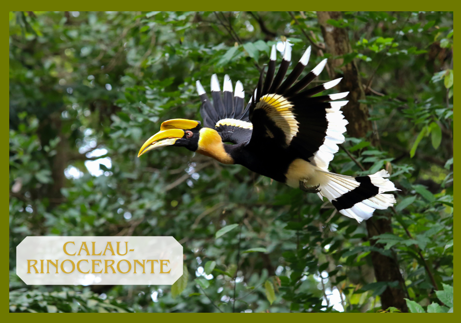 Calau-rinoceronte