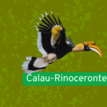 Calau-rinoceronte
