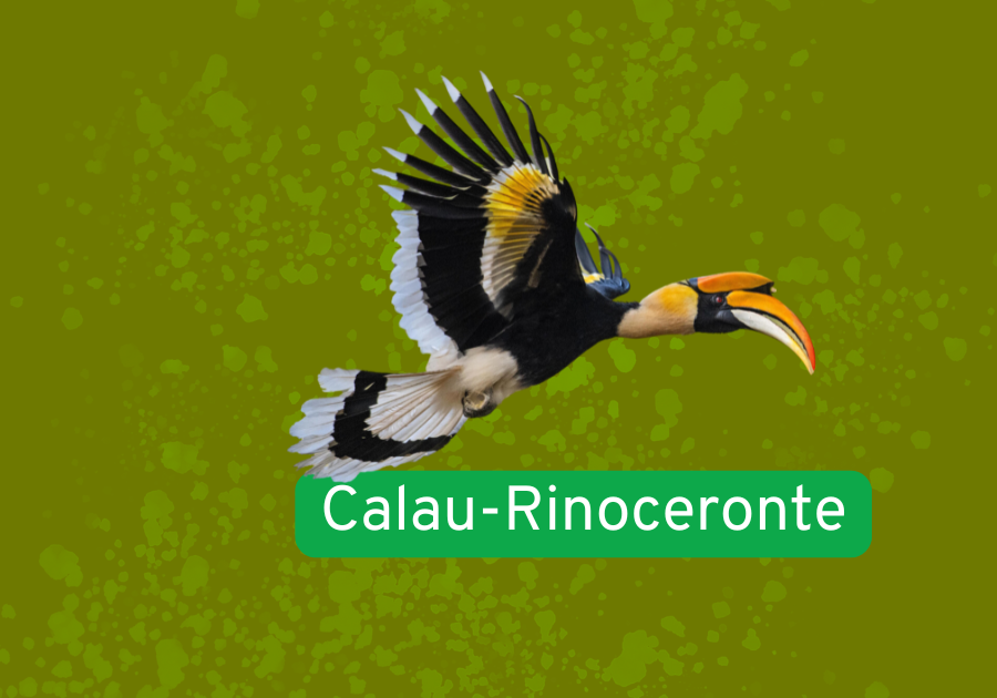 Calau-rinoceronte