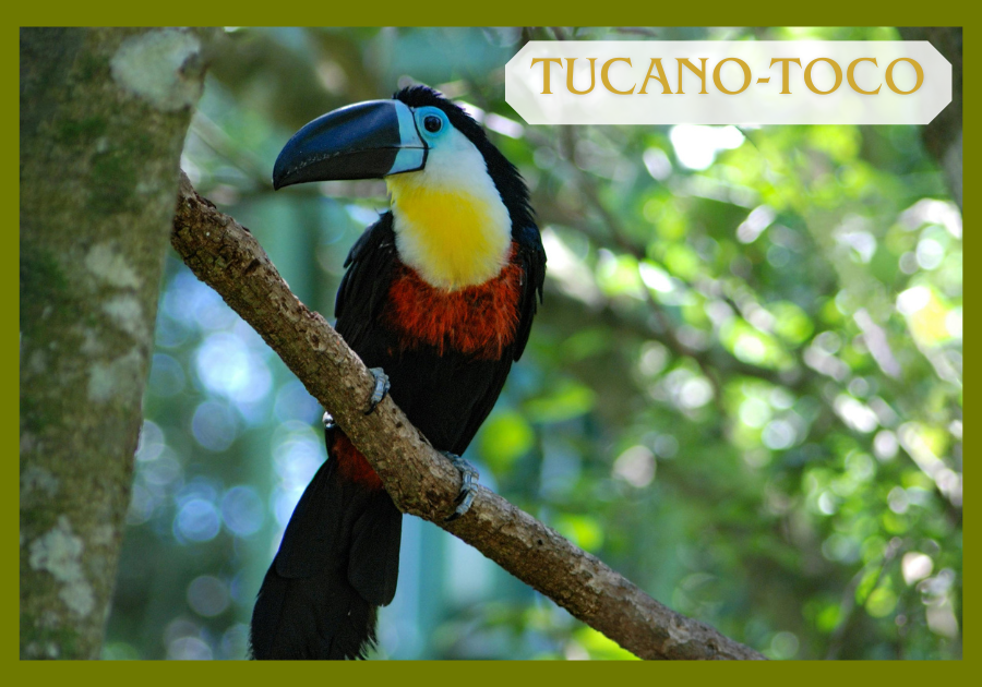 Tucano-toco