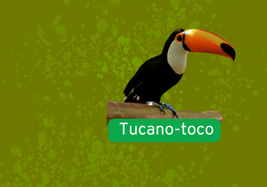 Tucano-toco
