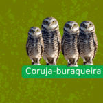 Coruja-buraqueira