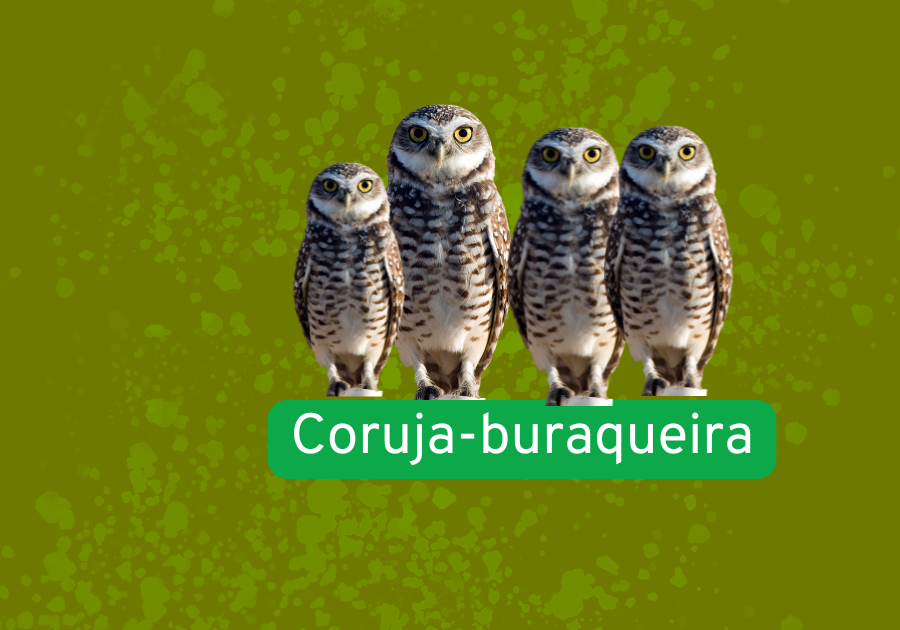 Coruja-buraqueira