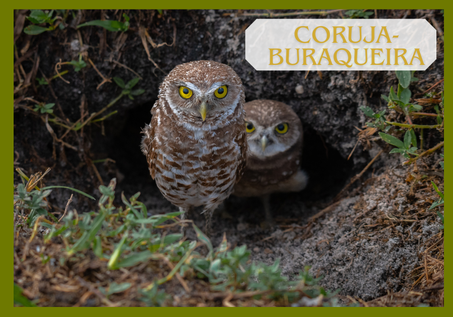 Coruja-buraqueira