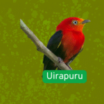 uirapuru