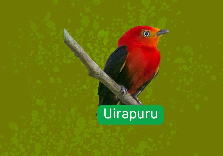 uirapuru