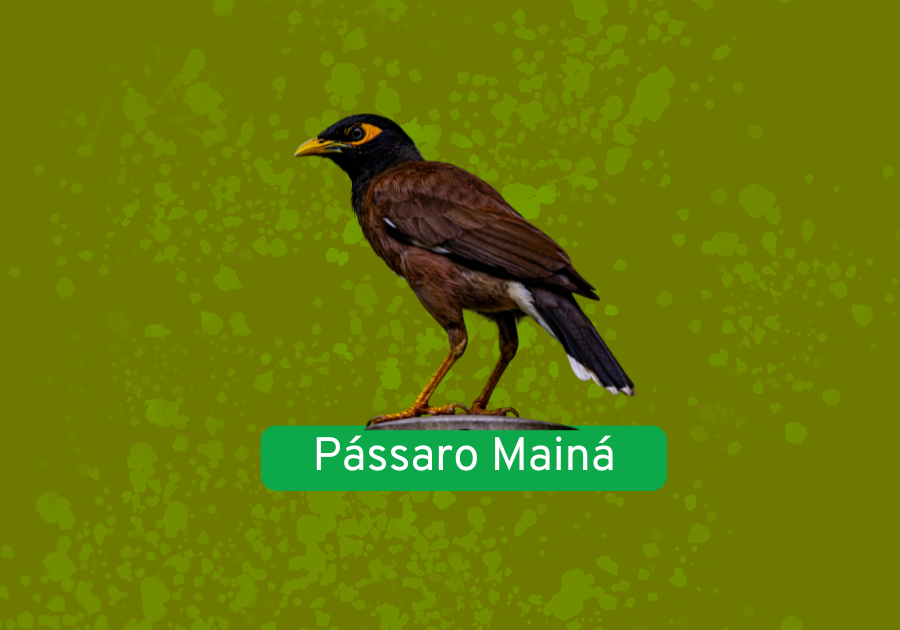Pássaro Mainá
